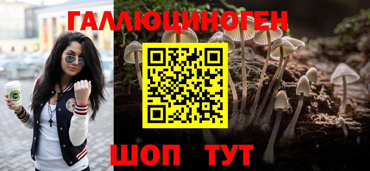 Галлюциногенные грибы Psilocybine cubensis Минусинск