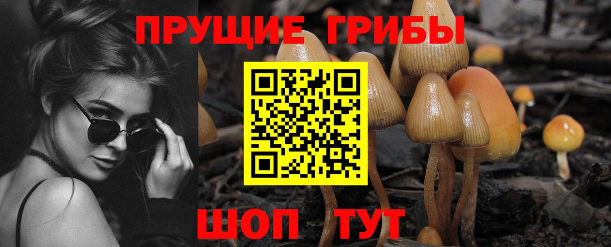 Минусинск  где найти   Вход с VPN  Псилоцибиновые грибы мицелий 